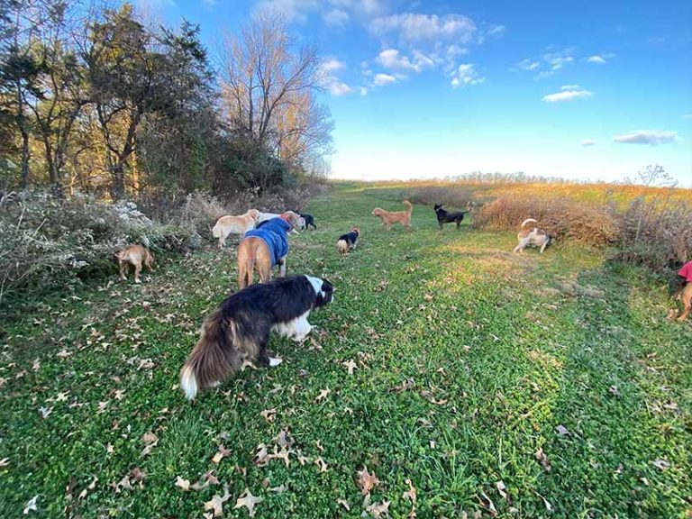 Detailed Dog Boarding Germantown Md Design in HD Detailed Dog Boarding Germantown Md Design in HD